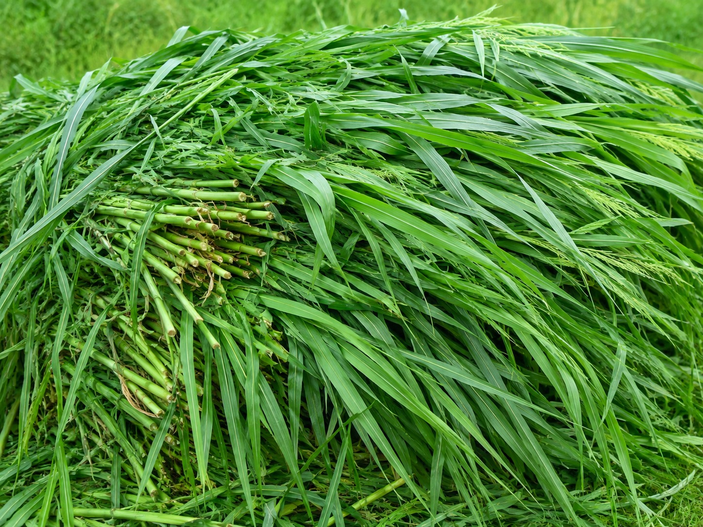 Green fodder