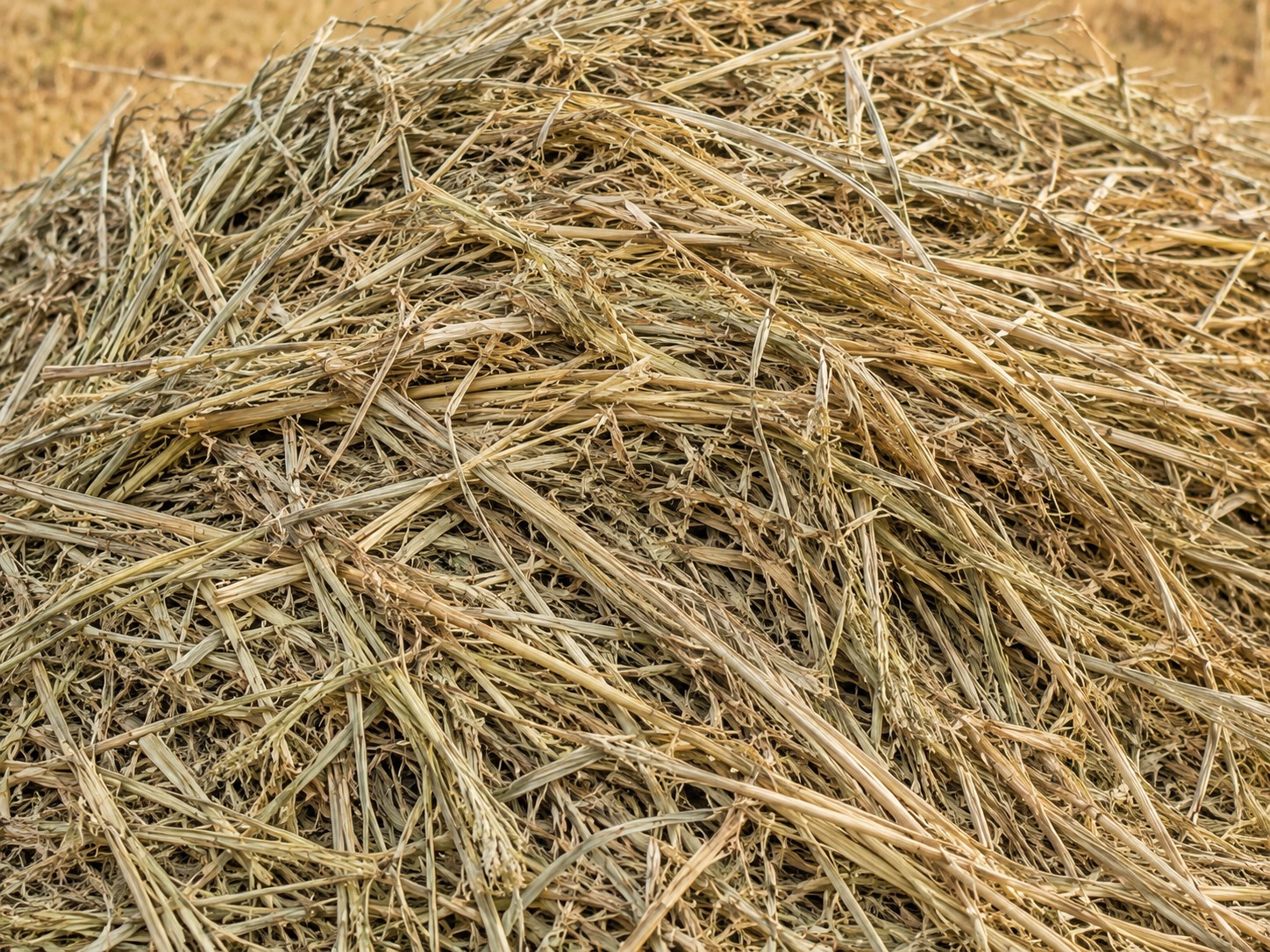 Dry Fodder